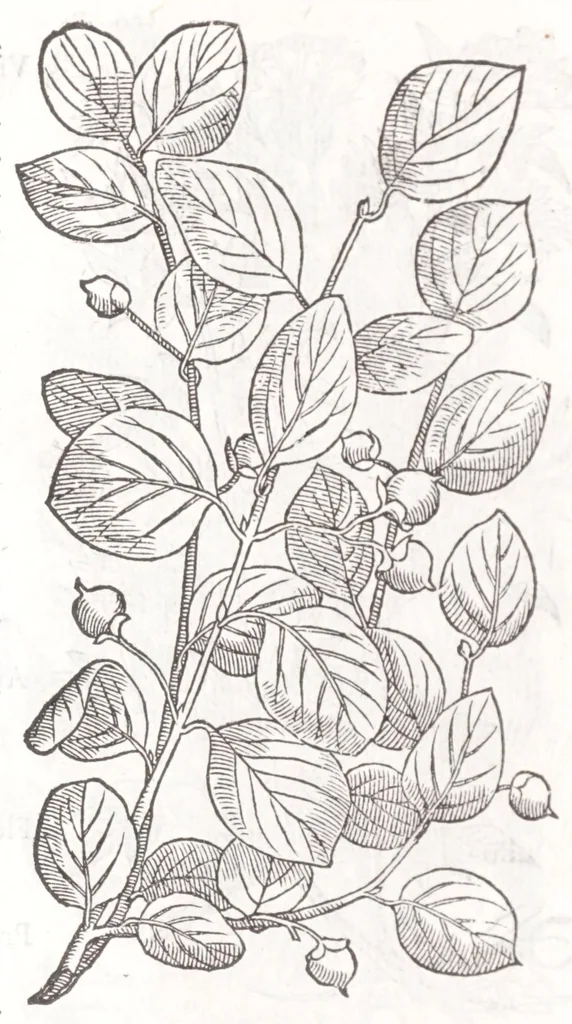 An illustration from Petri Andreae Matthioli senensis, medici, Compendium de plantis omnibus, vnà cum earum iconibus, de quibus scripsit suis in commentariis in Dioscoridem editis, in eorum studiosorum commodum, atque vsum; : qui plantis conquirendis, ac indagandis student : accessit praeterea ad calcem opusculum de itinere, quo è Verona in Baldum montem plantarum refertissimum itur; iisdem studiosis vtilissimum : Francisco Calceolario pharmacopaeo Veronensi auctore : quae quàm sint studiosae prosutura : ex epistolis in huiusce operis initio editis, facile patebit, 1571, leaf 48