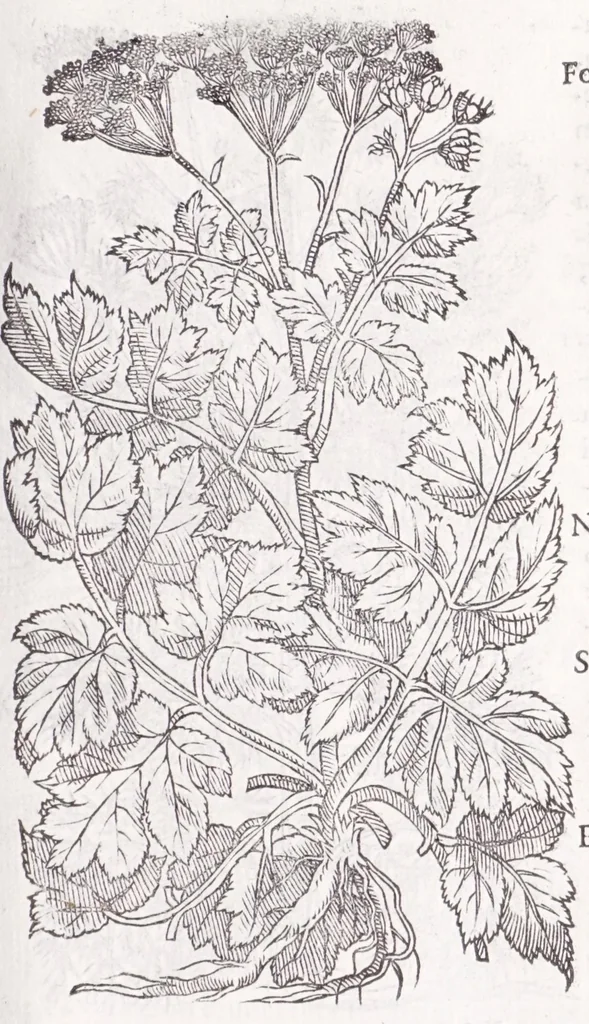 An illustration from Petri Andreae Matthioli senensis, medici, Compendium de plantis omnibus, vnà cum earum iconibus, de quibus scripsit suis in commentariis in Dioscoridem editis, in eorum studiosorum commodum, atque vsum; : qui plantis conquirendis, ac indagandis student : accessit praeterea ad calcem opusculum de itinere, quo è Verona in Baldum montem plantarum refertissimum itur; iisdem studiosis vtilissimum : Francisco Calceolario pharmacopaeo Veronensi auctore : quae quàm sint studiosae prosutura : ex epistolis in huiusce operis initio editis, facile patebit, 1571, leaf 509