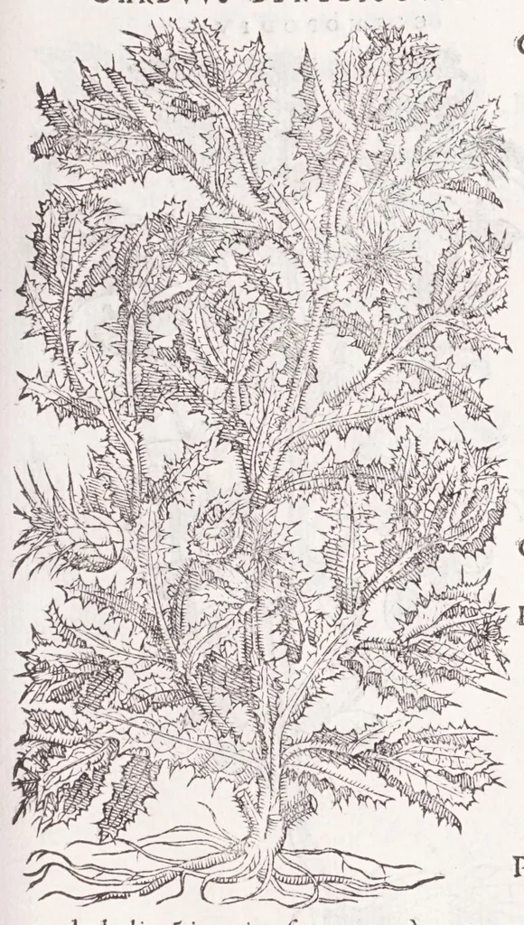 An illustration from Petri Andreae Matthioli senensis, medici, Compendium de plantis omnibus, vnà cum earum iconibus, de quibus scripsit suis in commentariis in Dioscoridem editis, in eorum studiosorum commodum, atque vsum; : qui plantis conquirendis, ac indagandis student : accessit praeterea ad calcem opusculum de itinere, quo è Verona in Baldum montem plantarum refertissimum itur; iisdem studiosis vtilissimum : Francisco Calceolario pharmacopaeo Veronensi auctore : quae quàm sint studiosae prosutura : ex epistolis in huiusce operis initio editis, facile patebit, 1571, leaf 521