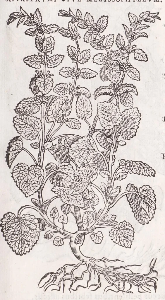 An illustration from Petri Andreae Matthioli senensis, medici, Compendium de plantis omnibus, vnà cum earum iconibus, de quibus scripsit suis in commentariis in Dioscoridem editis, in eorum studiosorum commodum, atque vsum; : qui plantis conquirendis, ac indagandis student : accessit praeterea ad calcem opusculum de itinere, quo è Verona in Baldum montem plantarum refertissimum itur; iisdem studiosis vtilissimum : Francisco Calceolario pharmacopaeo Veronensi auctore : quae quàm sint studiosae prosutura : ex epistolis in huiusce operis initio editis, facile patebit, 1571, leaf 533