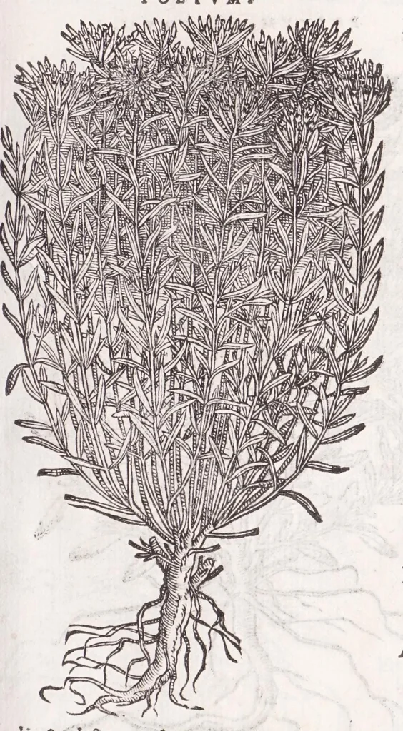 An illustration from Petri Andreae Matthioli senensis, medici, Compendium de plantis omnibus, vnà cum earum iconibus, de quibus scripsit suis in commentariis in Dioscoridem editis, in eorum studiosorum commodum, atque vsum; : qui plantis conquirendis, ac indagandis student : accessit praeterea ad calcem opusculum de itinere, quo è Verona in Baldum montem plantarum refertissimum itur; iisdem studiosis vtilissimum : Francisco Calceolario pharmacopaeo Veronensi auctore : quae quàm sint studiosae prosutura : ex epistolis in huiusce operis initio editis, facile patebit, 1571, leaf 545