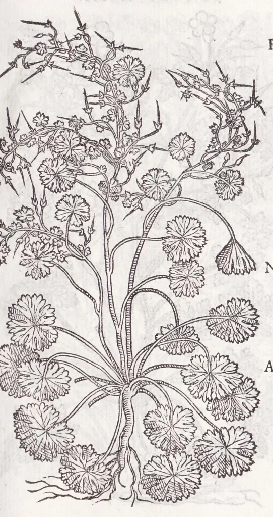 An illustration from Petri Andreae Matthioli senensis, medici, Compendium de plantis omnibus, vnà cum earum iconibus, de quibus scripsit suis in commentariis in Dioscoridem editis, in eorum studiosorum commodum, atque vsum; : qui plantis conquirendis, ac indagandis student : accessit praeterea ad calcem opusculum de itinere, quo è Verona in Baldum montem plantarum refertissimum itur; iisdem studiosis vtilissimum : Francisco Calceolario pharmacopaeo Veronensi auctore : quae quàm sint studiosae prosutura : ex epistolis in huiusce operis initio editis, facile patebit, 1571, leaf 557