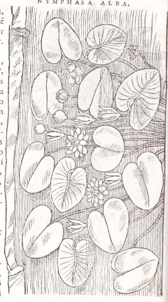 An illustration from Petri Andreae Matthioli senensis, medici, Compendium de plantis omnibus, vnà cum earum iconibus, de quibus scripsit suis in commentariis in Dioscoridem editis, in eorum studiosorum commodum, atque vsum; : qui plantis conquirendis, ac indagandis student : accessit praeterea ad calcem opusculum de itinere, quo è Verona in Baldum montem plantarum refertissimum itur; iisdem studiosis vtilissimum : Francisco Calceolario pharmacopaeo Veronensi auctore : quae quàm sint studiosae prosutura : ex epistolis in huiusce operis initio editis, facile patebit, 1571, leaf 592
