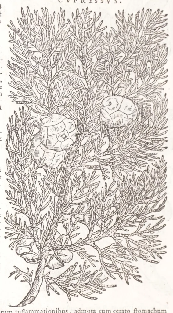 An illustration from Petri Andreae Matthioli senensis, medici, Compendium de plantis omnibus, vnà cum earum iconibus, de quibus scripsit suis in commentariis in Dioscoridem editis, in eorum studiosorum commodum, atque vsum; : qui plantis conquirendis, ac indagandis student : accessit praeterea ad calcem opusculum de itinere, quo è Verona in Baldum montem plantarum refertissimum itur; iisdem studiosis vtilissimum : Francisco Calceolario pharmacopaeo Veronensi auctore : quae quàm sint studiosae prosutura : ex epistolis in huiusce operis initio editis, facile patebit, 1571, leaf 60