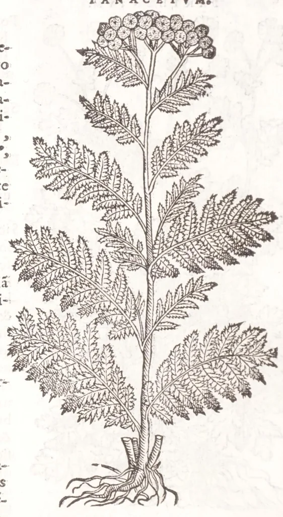 An illustration from Petri Andreae Matthioli senensis, medici, Compendium de plantis omnibus, vnà cum earum iconibus, de quibus scripsit suis in commentariis in Dioscoridem editis, in eorum studiosorum commodum, atque vsum; : qui plantis conquirendis, ac indagandis student : accessit praeterea ad calcem opusculum de itinere, quo è Verona in Baldum montem plantarum refertissimum itur; iisdem studiosis vtilissimum : Francisco Calceolario pharmacopaeo Veronensi auctore : quae quàm sint studiosae prosutura : ex epistolis in huiusce operis initio editis, facile patebit, 1571, leaf 604