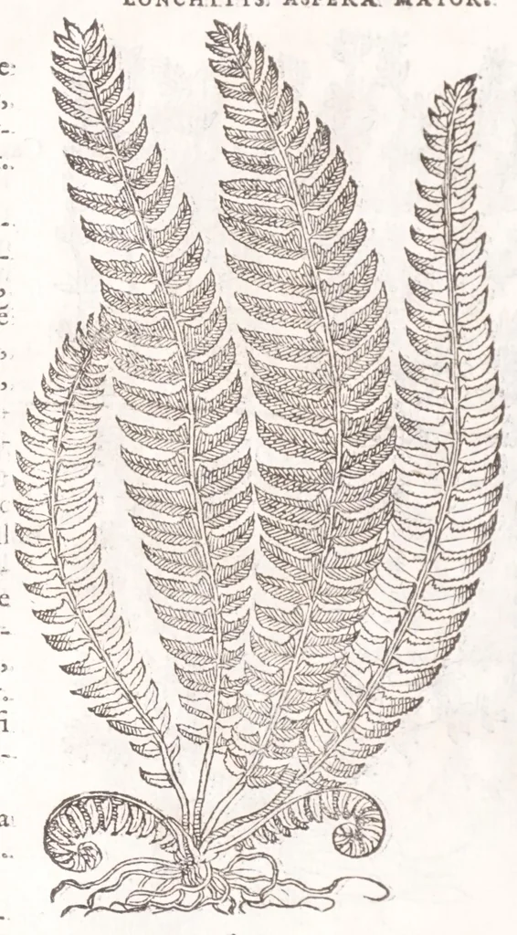 An illustration from Petri Andreae Matthioli senensis, medici, Compendium de plantis omnibus, vnà cum earum iconibus, de quibus scripsit suis in commentariis in Dioscoridem editis, in eorum studiosorum commodum, atque vsum; : qui plantis conquirendis, ac indagandis student : accessit praeterea ad calcem opusculum de itinere, quo è Verona in Baldum montem plantarum refertissimum itur; iisdem studiosis vtilissimum : Francisco Calceolario pharmacopaeo Veronensi auctore : quae quàm sint studiosae prosutura : ex epistolis in huiusce operis initio editis, facile patebit, 1571, leaf 616