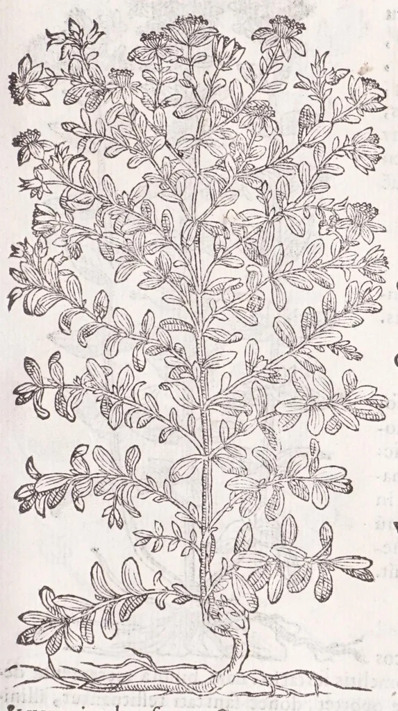 An illustration from Petri Andreae Matthioli senensis, medici, Compendium de plantis omnibus, vnà cum earum iconibus, de quibus scripsit suis in commentariis in Dioscoridem editis, in eorum studiosorum commodum, atque vsum; : qui plantis conquirendis, ac indagandis student : accessit praeterea ad calcem opusculum de itinere, quo è Verona in Baldum montem plantarum refertissimum itur; iisdem studiosis vtilissimum : Francisco Calceolario pharmacopaeo Veronensi auctore : quae quàm sint studiosae prosutura : ex epistolis in huiusce operis initio editis, facile patebit, 1571, leaf 627