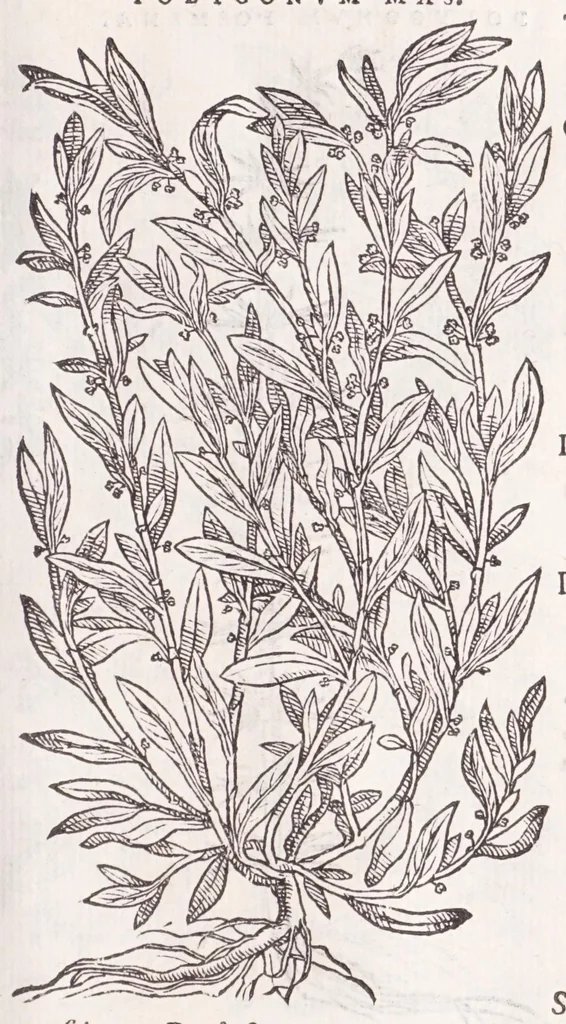 An illustration from Petri Andreae Matthioli senensis, medici, Compendium de plantis omnibus, vnà cum earum iconibus, de quibus scripsit suis in commentariis in Dioscoridem editis, in eorum studiosorum commodum, atque vsum; : qui plantis conquirendis, ac indagandis student : accessit praeterea ad calcem opusculum de itinere, quo è Verona in Baldum montem plantarum refertissimum itur; iisdem studiosis vtilissimum : Francisco Calceolario pharmacopaeo Veronensi auctore : quae quàm sint studiosae prosutura : ex epistolis in huiusce operis initio editis, facile patebit, 1571, leaf 639