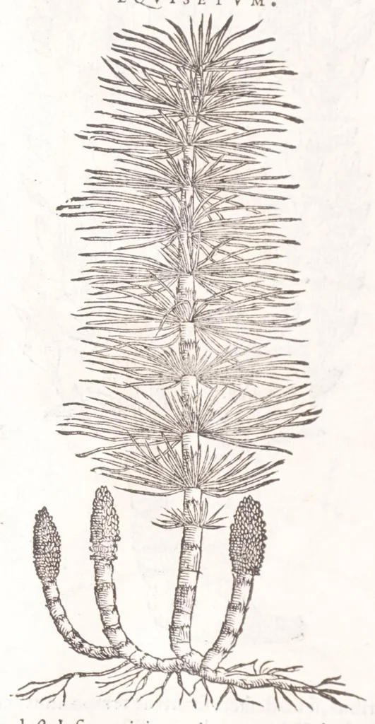 An illustration from Petri Andreae Matthioli senensis, medici, Compendium de plantis omnibus, vnà cum earum iconibus, de quibus scripsit suis in commentariis in Dioscoridem editis, in eorum studiosorum commodum, atque vsum; : qui plantis conquirendis, ac indagandis student : accessit praeterea ad calcem opusculum de itinere, quo è Verona in Baldum montem plantarum refertissimum itur; iisdem studiosis vtilissimum : Francisco Calceolario pharmacopaeo Veronensi auctore : quae quàm sint studiosae prosutura : ex epistolis in huiusce operis initio editis, facile patebit, 1571, leaf 710