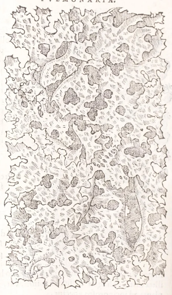 An illustration from Petri Andreae Matthioli senensis, medici, Compendium de plantis omnibus, vnà cum earum iconibus, de quibus scripsit suis in commentariis in Dioscoridem editis, in eorum studiosorum commodum, atque vsum; : qui plantis conquirendis, ac indagandis student : accessit praeterea ad calcem opusculum de itinere, quo è Verona in Baldum montem plantarum refertissimum itur; iisdem studiosis vtilissimum : Francisco Calceolario pharmacopaeo Veronensi auctore : quae quàm sint studiosae prosutura : ex epistolis in huiusce operis initio editis, facile patebit, 1571, leaf 722