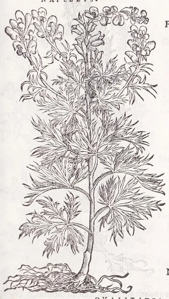 An illustration from Petri Andreae Matthioli senensis, medici, Compendium de plantis omnibus, vnà cum earum iconibus, de quibus scripsit suis in commentariis in Dioscoridem editis, in eorum studiosorum commodum, atque vsum; : qui plantis conquirendis, ac indagandis student : accessit praeterea ad calcem opusculum de itinere, quo è Verona in Baldum montem plantarum refertissimum itur; iisdem studiosis vtilissimum : Francisco Calceolario pharmacopaeo Veronensi auctore : quae quàm sint studiosae prosutura : ex epistolis in huiusce operis initio editis, facile patebit, 1571, leaf 769