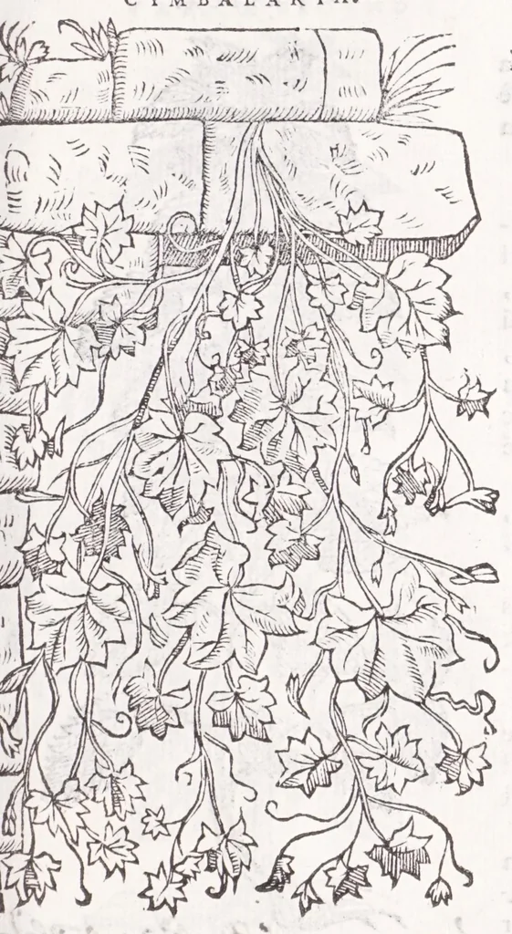 An illustration from Petri Andreae Matthioli senensis, medici, Compendium de plantis omnibus, vnà cum earum iconibus, de quibus scripsit suis in commentariis in Dioscoridem editis, in eorum studiosorum commodum, atque vsum; : qui plantis conquirendis, ac indagandis student : accessit praeterea ad calcem opusculum de itinere, quo è Verona in Baldum montem plantarum refertissimum itur; iisdem studiosis vtilissimum : Francisco Calceolario pharmacopaeo Veronensi auctore : quae quàm sint studiosae prosutura : ex epistolis in huiusce operis initio editis, facile patebit, 1571, leaf 793