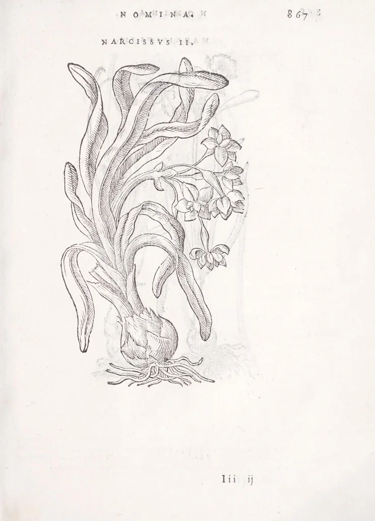 An illustration from Petri Andreae Matthioli senensis, medici, Compendium de plantis omnibus, vnà cum earum iconibus, de quibus scripsit suis in commentariis in Dioscoridem editis, in eorum studiosorum commodum, atque vsum; : qui plantis conquirendis, ac indagandis student : accessit praeterea ad calcem opusculum de itinere, quo è Verona in Baldum montem plantarum refertissimum itur; iisdem studiosis vtilissimum : Francisco Calceolario pharmacopaeo Veronensi auctore : quae quàm sint studiosae prosutura : ex epistolis in huiusce operis initio editis, facile patebit, 1571, leaf 887