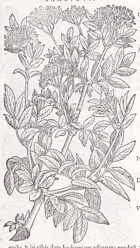 An illustration from Petri Andreae Matthioli senensis, medici, Compendium de plantis omnibus, vnà cum earum iconibus, de quibus scripsit suis in commentariis in Dioscoridem editis, in eorum studiosorum commodum, atque vsum; : qui plantis conquirendis, ac indagandis student : accessit praeterea ad calcem opusculum de itinere, quo è Verona in Baldum montem plantarum refertissimum itur; iisdem studiosis vtilissimum : Francisco Calceolario pharmacopaeo Veronensi auctore : quae quàm sint studiosae prosutura : ex epistolis in huiusce operis initio editis, facile patebit, 1571, leaf 911