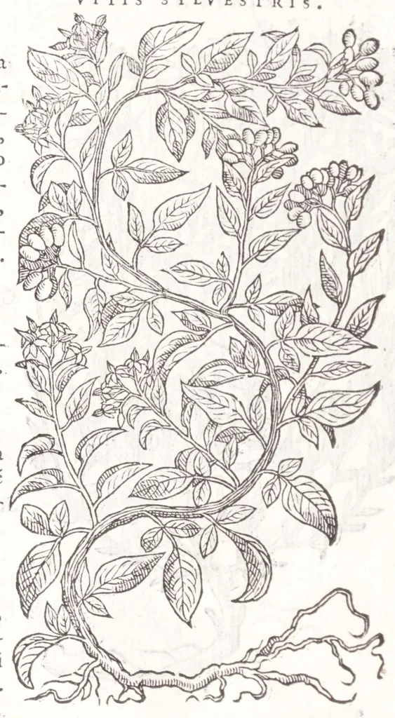 An illustration from Petri Andreae Matthioli senensis, medici, Compendium de plantis omnibus, vnà cum earum iconibus, de quibus scripsit suis in commentariis in Dioscoridem editis, in eorum studiosorum commodum, atque vsum; : qui plantis conquirendis, ac indagandis student : accessit praeterea ad calcem opusculum de itinere, quo è Verona in Baldum montem plantarum refertissimum itur; iisdem studiosis vtilissimum : Francisco Calceolario pharmacopaeo Veronensi auctore : quae quàm sint studiosae prosutura : ex epistolis in huiusce operis initio editis, facile patebit, 1571, leaf 922