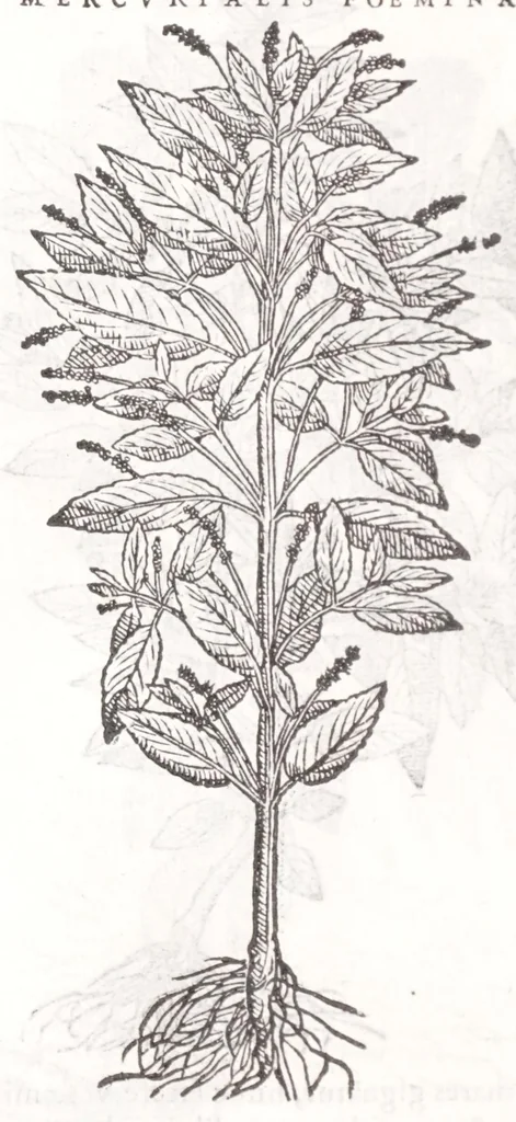 An illustration from Petri Andreae Matthioli senensis, medici, Compendium de plantis omnibus, vnà cum earum iconibus, de quibus scripsit suis in commentariis in Dioscoridem editis, in eorum studiosorum commodum, atque vsum; : qui plantis conquirendis, ac indagandis student : accessit praeterea ad calcem opusculum de itinere, quo è Verona in Baldum montem plantarum refertissimum itur; iisdem studiosis vtilissimum : Francisco Calceolario pharmacopaeo Veronensi auctore : quae quàm sint studiosae prosutura : ex epistolis in huiusce operis initio editis, facile patebit, 1571, leaf 934