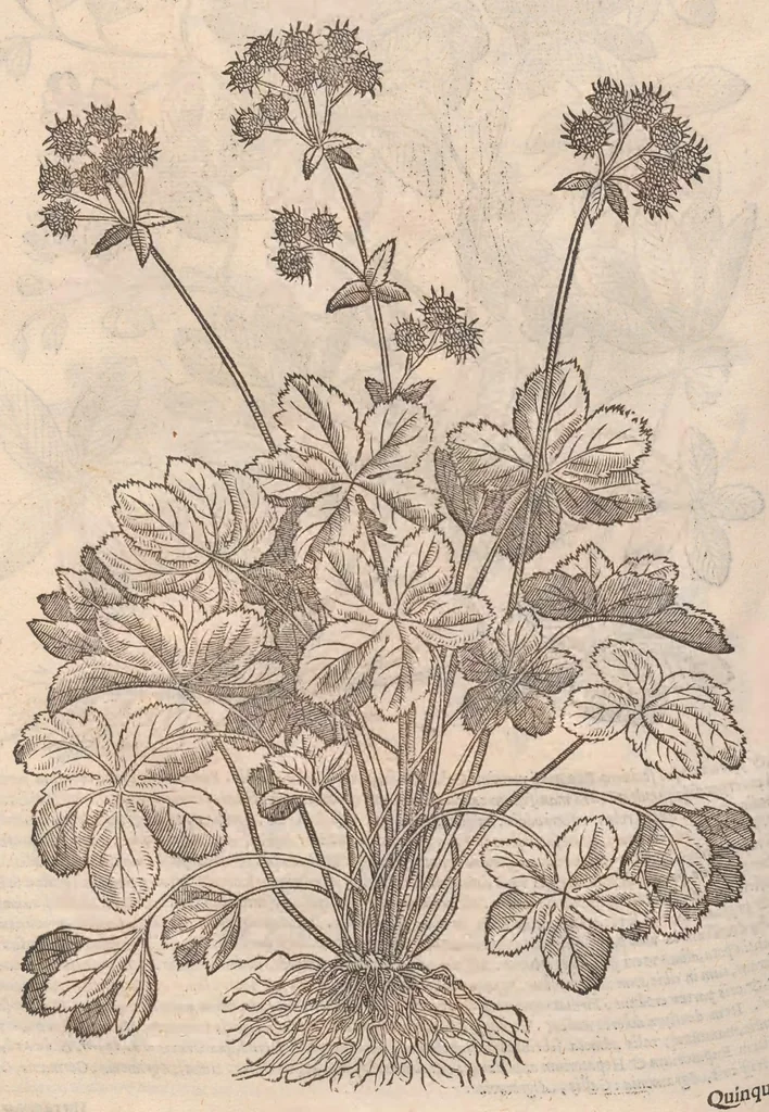 An illustration from Petri Andreæ Matthioli Senensis, medici caesari, et serenissimi principiis Ferdinandi archidvcis Avstriae &c. Commentarij in VI. libros Pedacij Dioscoridis Anazarbei de medica materia, ab ipso avtore recogniti, et locis plvs mille avcti. Adjectis magnis, ac nouis plantarum, ac animalium iconibus ... Accesserunt ad margines Græci contextus ... qui Dioscoridis ipsius deprauatam lectionem restituunt. Cum locupletissimis indicibus ., 1583, leaf 1094