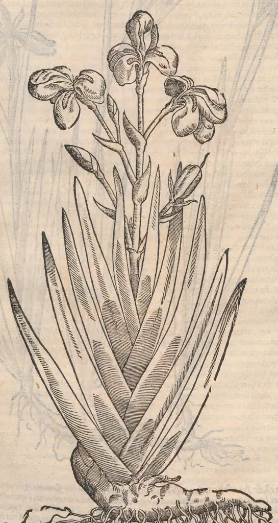 An illustration from Petri Andreæ Matthioli Senensis, medici caesari, et serenissimi principiis Ferdinandi archidvcis Avstriae &c. Commentarij in VI. libros Pedacij Dioscoridis Anazarbei de medica materia, ab ipso avtore recogniti, et locis plvs mille avcti. Adjectis magnis, ac nouis plantarum, ac animalium iconibus ... Accesserunt ad margines Græci contextus ... qui Dioscoridis ipsius deprauatam lectionem restituunt. Cum locupletissimis indicibus ., 1583, leaf 159