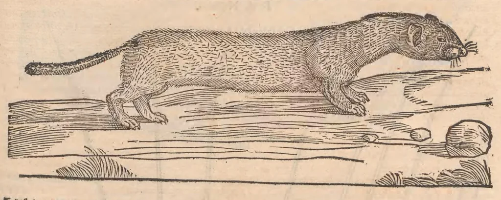 An illustration from Petri Andreæ Matthioli Senensis, medici caesari, et serenissimi principiis Ferdinandi archidvcis Avstriae &c. Commentarij in VI. libros Pedacij Dioscoridis Anazarbei de medica materia, ab ipso avtore recogniti, et locis plvs mille avcti. Adjectis magnis, ac nouis plantarum, ac animalium iconibus ... Accesserunt ad margines Græci contextus ... qui Dioscoridis ipsius deprauatam lectionem restituunt. Cum locupletissimis indicibus ., 1583, leaf 445