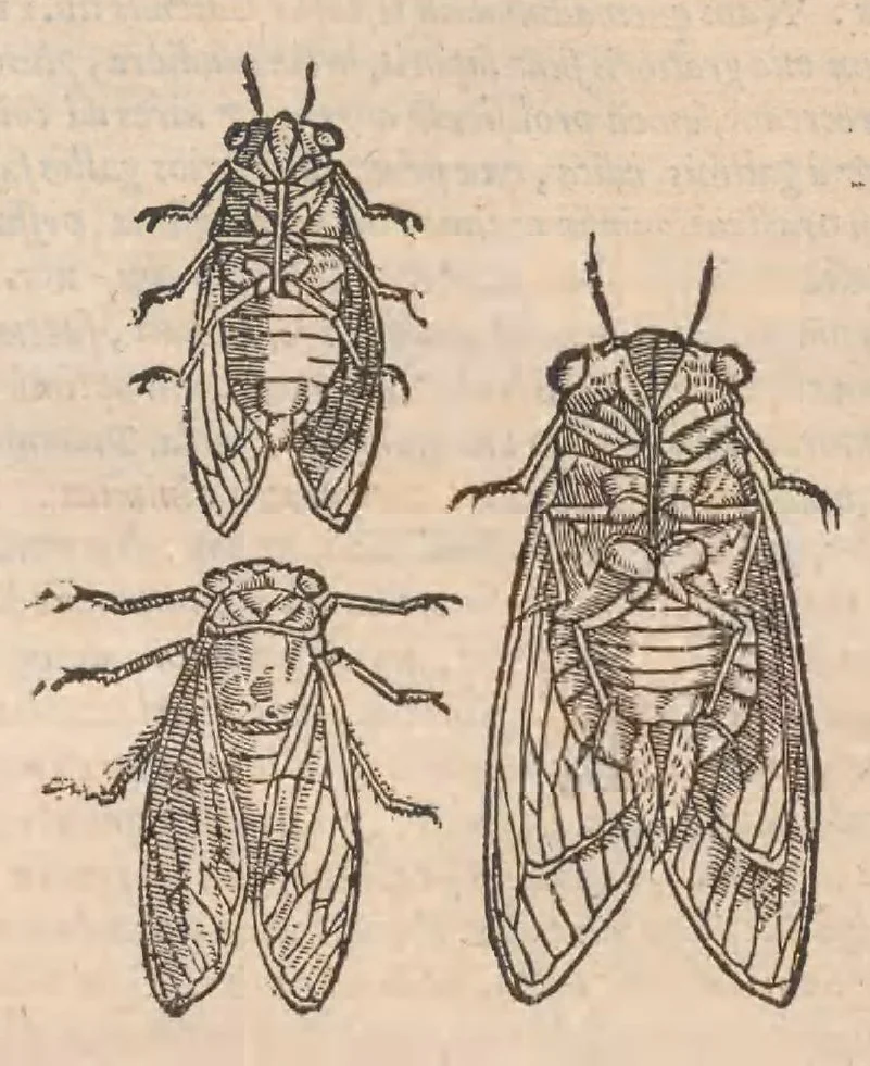 An illustration from Petri Andreæ Matthioli Senensis, medici caesari, et serenissimi principiis Ferdinandi archidvcis Avstriae &c. Commentarij in VI. libros Pedacij Dioscoridis Anazarbei de medica materia, ab ipso avtore recogniti, et locis plvs mille avcti. Adjectis magnis, ac nouis plantarum, ac animalium iconibus ... Accesserunt ad margines Græci contextus ... qui Dioscoridis ipsius deprauatam lectionem restituunt. Cum locupletissimis indicibus ., 1583, leaf 460