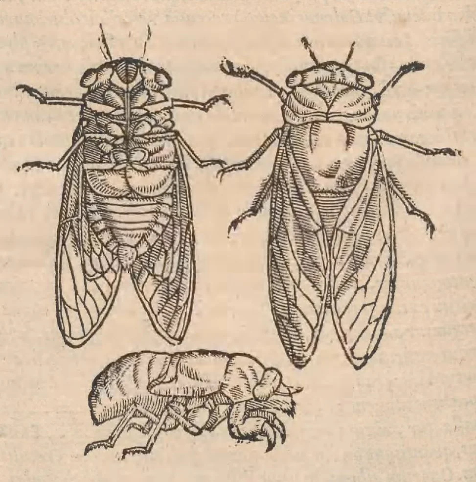 An illustration from Petri Andreæ Matthioli Senensis, medici caesari, et serenissimi principiis Ferdinandi archidvcis Avstriae &c. Commentarij in VI. libros Pedacij Dioscoridis Anazarbei de medica materia, ab ipso avtore recogniti, et locis plvs mille avcti. Adjectis magnis, ac nouis plantarum, ac animalium iconibus ... Accesserunt ad margines Græci contextus ... qui Dioscoridis ipsius deprauatam lectionem restituunt. Cum locupletissimis indicibus ., 1583, leaf 460