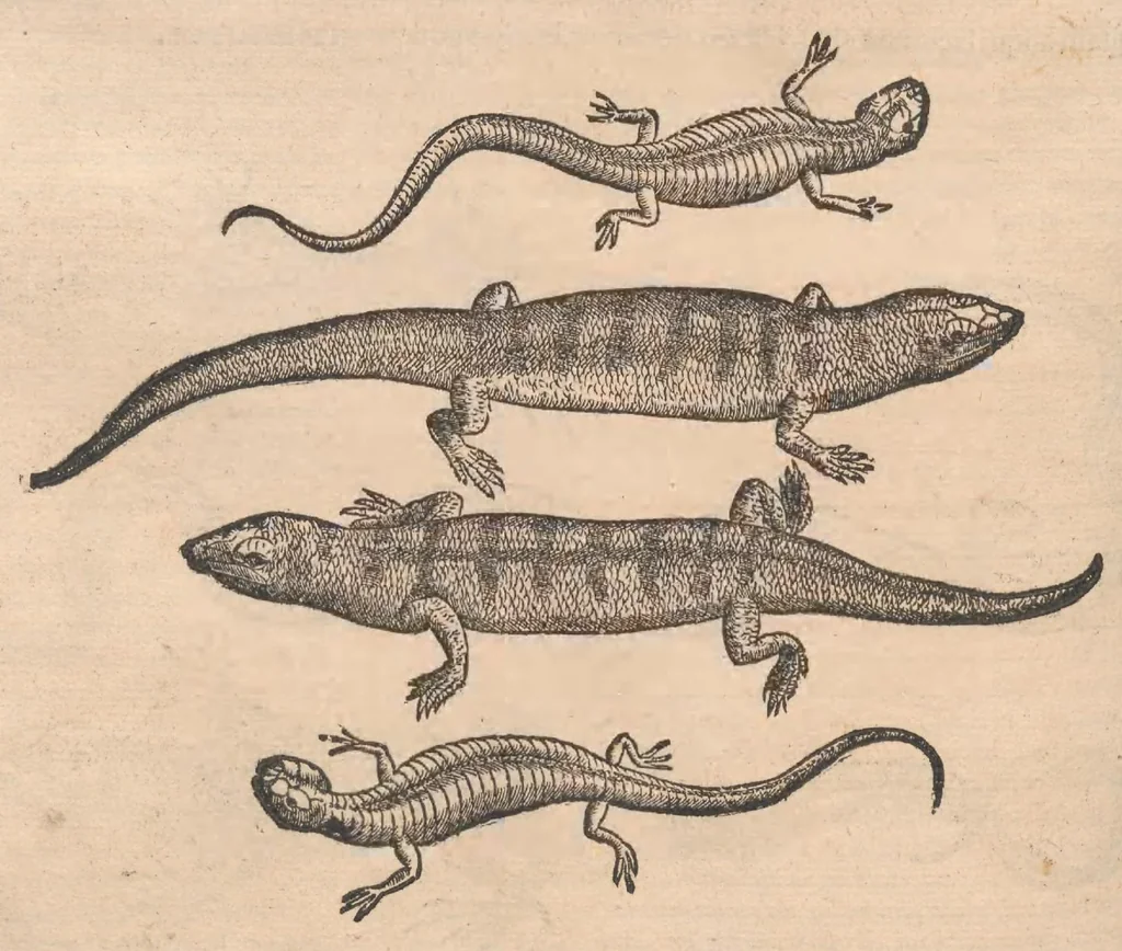 An illustration from Petri Andreæ Matthioli Senensis, medici caesari, et serenissimi principiis Ferdinandi archidvcis Avstriae &c. Commentarij in VI. libros Pedacij Dioscoridis Anazarbei de medica materia, ab ipso avtore recogniti, et locis plvs mille avcti. Adjectis magnis, ac nouis plantarum, ac animalium iconibus ... Accesserunt ad margines Græci contextus ... qui Dioscoridis ipsius deprauatam lectionem restituunt. Cum locupletissimis indicibus ., 1583, leaf 474