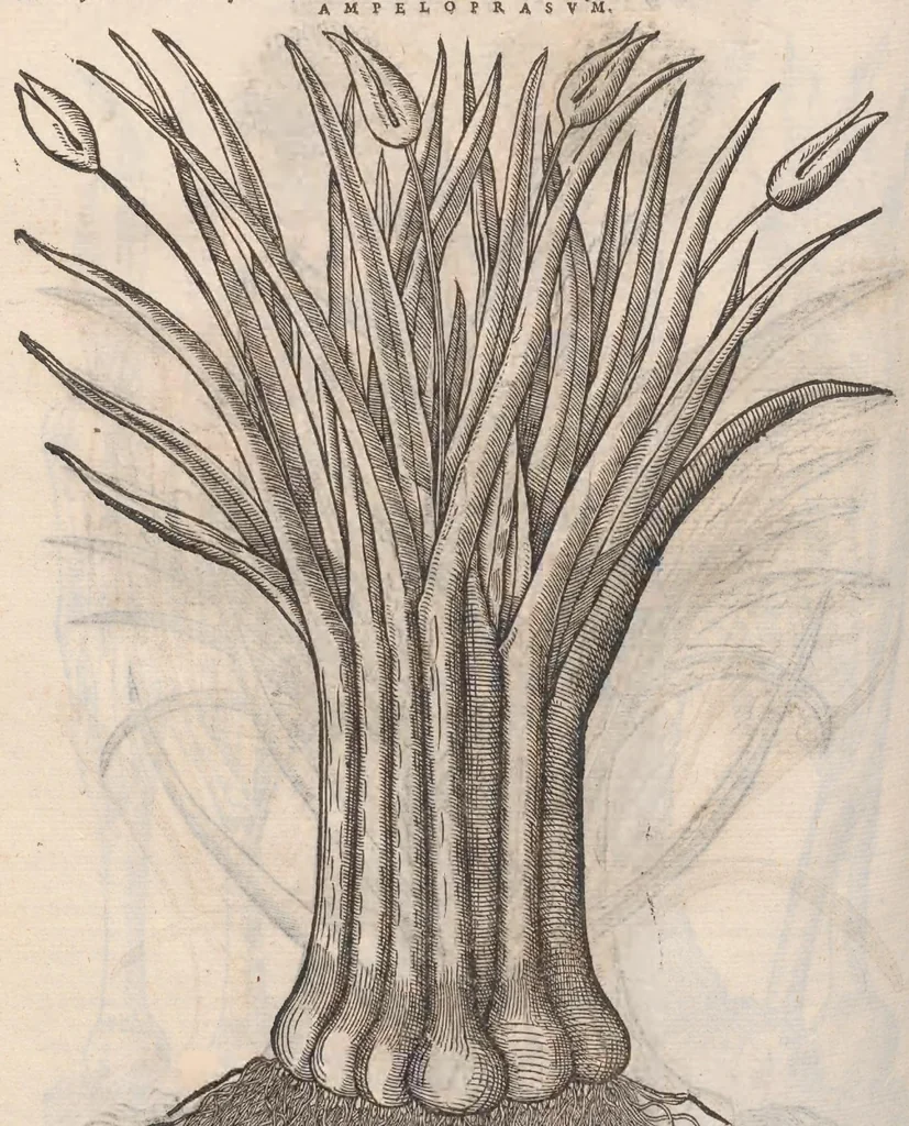 An illustration from Petri Andreæ Matthioli Senensis, medici caesari, et serenissimi principiis Ferdinandi archidvcis Avstriae &c. Commentarij in VI. libros Pedacij Dioscoridis Anazarbei de medica materia, ab ipso avtore recogniti, et locis plvs mille avcti. Adjectis magnis, ac nouis plantarum, ac animalium iconibus ... Accesserunt ad margines Græci contextus ... qui Dioscoridis ipsius deprauatam lectionem restituunt. Cum locupletissimis indicibus ., 1583, leaf 648