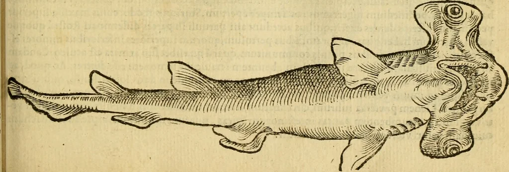 An illustration from Petri Bellonii Cenomani De aquatilibus, libri duo cum [epsilon, iota] conibus ad viuam ipsorum effigiem, quoad eius fieri potuit, expressis .., 1553, leaf 100