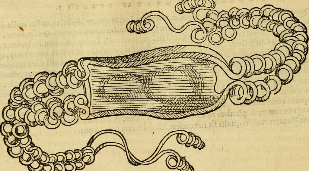 An illustration from Petri Bellonii Cenomani De aquatilibus, libri duo cum [epsilon, iota] conibus ad viuam ipsorum effigiem, quoad eius fieri potuit, expressis .., 1553, leaf 107