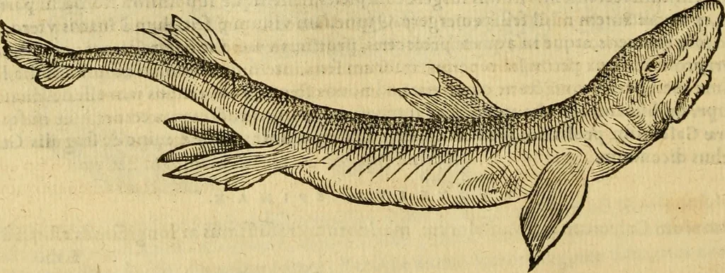 An illustration from Petri Bellonii Cenomani De aquatilibus, libri duo cum [epsilon, iota] conibus ad viuam ipsorum effigiem, quoad eius fieri potuit, expressis .., 1553, leaf 109