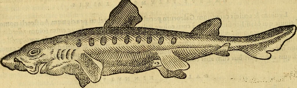 An illustration from Petri Bellonii Cenomani De aquatilibus, libri duo cum [epsilon, iota] conibus ad viuam ipsorum effigiem, quoad eius fieri potuit, expressis .., 1553, leaf 111