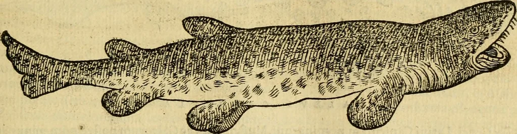 An illustration from Petri Bellonii Cenomani De aquatilibus, libri duo cum [epsilon, iota] conibus ad viuam ipsorum effigiem, quoad eius fieri potuit, expressis .., 1553, leaf 112