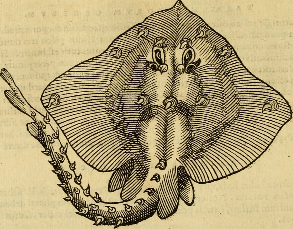 An illustration from Petri Bellonii Cenomani De aquatilibus, libri duo cum [epsilon, iota] conibus ad viuam ipsorum effigiem, quoad eius fieri potuit, expressis .., 1553, leaf 119