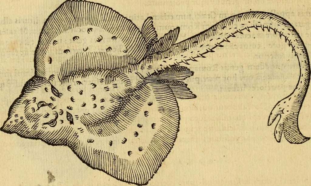 An illustration from Petri Bellonii Cenomani De aquatilibus, libri duo cum [epsilon, iota] conibus ad viuam ipsorum effigiem, quoad eius fieri potuit, expressis .., 1553, leaf 123