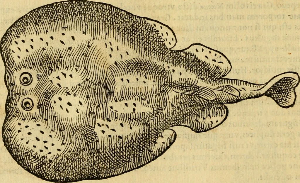 An illustration from Petri Bellonii Cenomani De aquatilibus, libri duo cum [epsilon, iota] conibus ad viuam ipsorum effigiem, quoad eius fieri potuit, expressis .., 1553, leaf 129