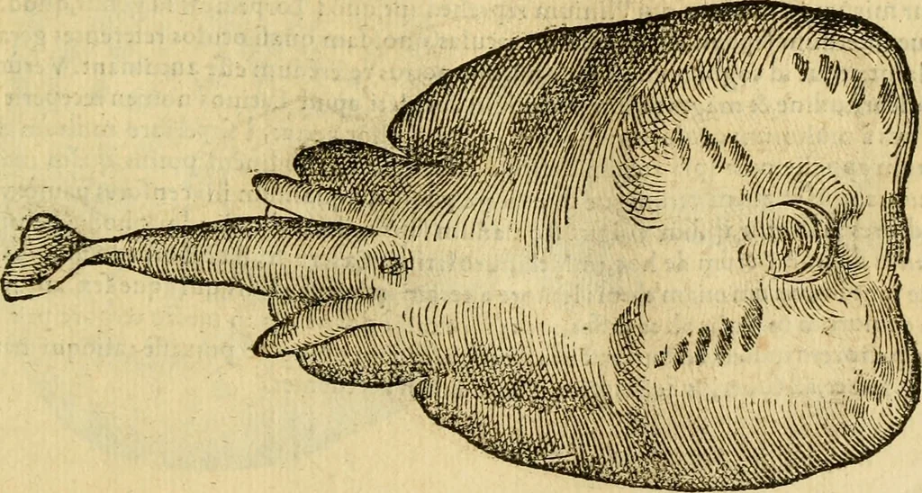 An illustration from Petri Bellonii Cenomani De aquatilibus, libri duo cum [epsilon, iota] conibus ad viuam ipsorum effigiem, quoad eius fieri potuit, expressis .., 1553, leaf 130