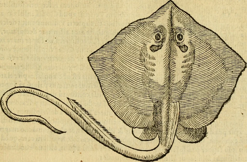 An illustration from Petri Bellonii Cenomani De aquatilibus, libri duo cum [epsilon, iota] conibus ad viuam ipsorum effigiem, quoad eius fieri potuit, expressis .., 1553, leaf 134