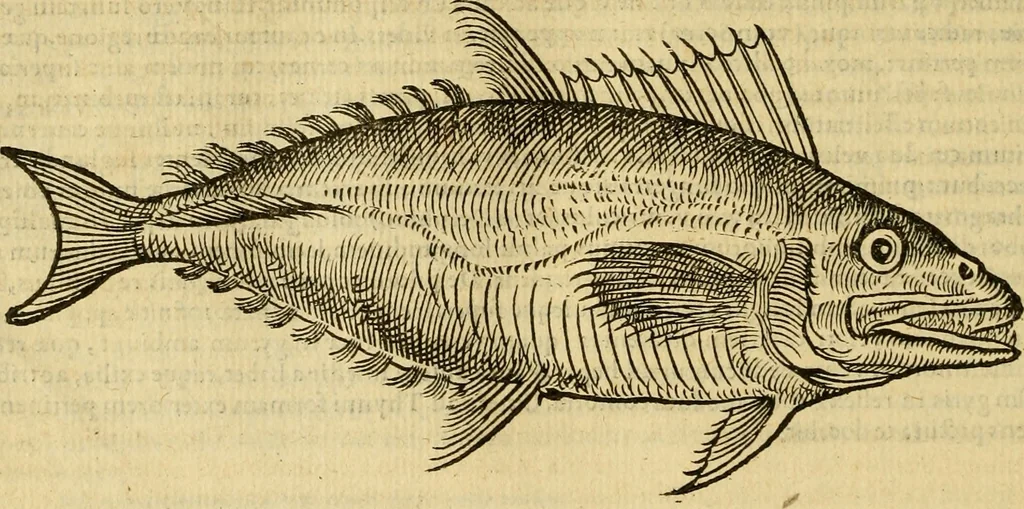 An illustration from Petri Bellonii Cenomani De aquatilibus, libri duo cum [epsilon, iota] conibus ad viuam ipsorum effigiem, quoad eius fieri potuit, expressis .., 1553, leaf 147