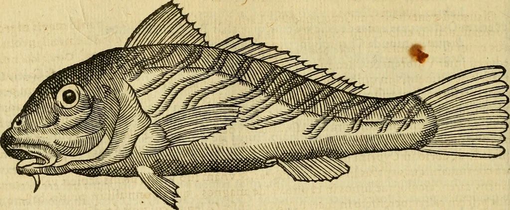 An illustration from Petri Bellonii Cenomani De aquatilibus, libri duo cum [epsilon, iota] conibus ad viuam ipsorum effigiem, quoad eius fieri potuit, expressis .., 1553, leaf 153
