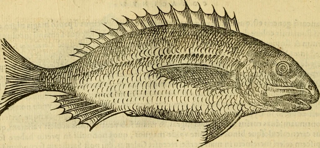 An illustration from Petri Bellonii Cenomani De aquatilibus, libri duo cum [epsilon, iota] conibus ad viuam ipsorum effigiem, quoad eius fieri potuit, expressis .., 1553, leaf 155