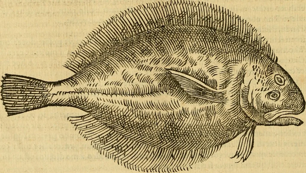 An illustration from Petri Bellonii Cenomani De aquatilibus, libri duo cum [epsilon, iota] conibus ad viuam ipsorum effigiem, quoad eius fieri potuit, expressis .., 1553, leaf 179