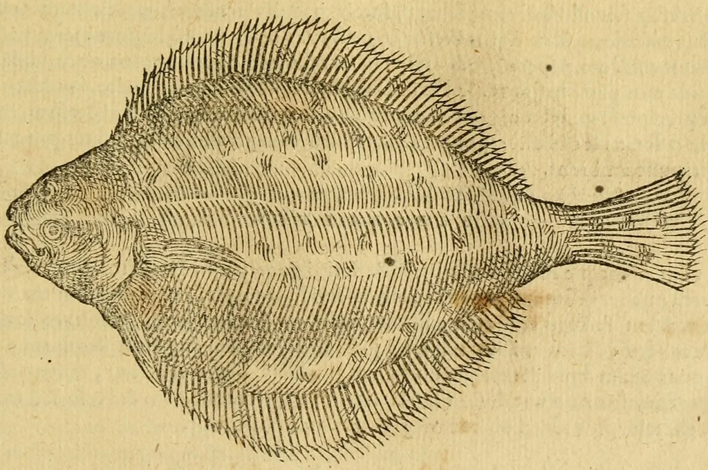 An illustration from Petri Bellonii Cenomani De aquatilibus, libri duo cum [epsilon, iota] conibus ad viuam ipsorum effigiem, quoad eius fieri potuit, expressis .., 1553, leaf 182