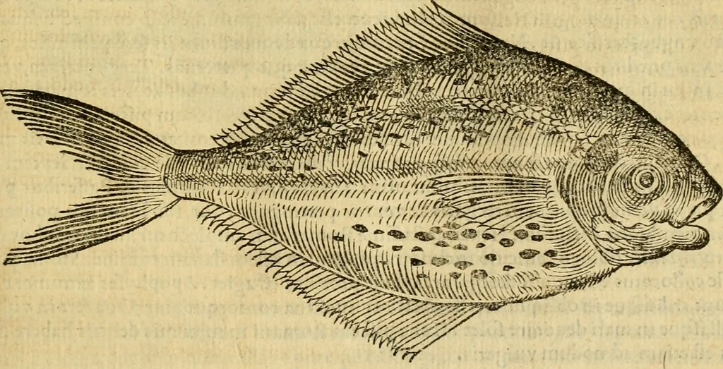 An illustration from Petri Bellonii Cenomani De aquatilibus, libri duo cum [epsilon, iota] conibus ad viuam ipsorum effigiem, quoad eius fieri potuit, expressis .., 1553, leaf 192