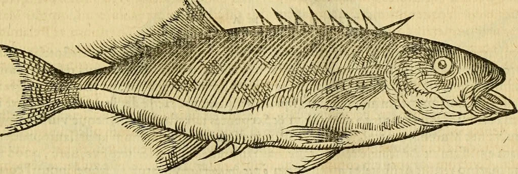An illustration from Petri Bellonii Cenomani De aquatilibus, libri duo cum [epsilon, iota] conibus ad viuam ipsorum effigiem, quoad eius fieri potuit, expressis .., 1553, leaf 194