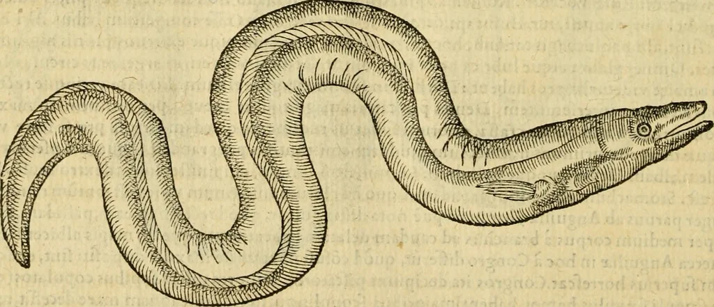An illustration from Petri Bellonii Cenomani De aquatilibus, libri duo cum [epsilon, iota] conibus ad viuam ipsorum effigiem, quoad eius fieri potuit, expressis .., 1553, leaf 201