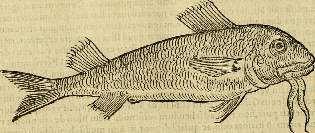 An illustration from Petri Bellonii Cenomani De aquatilibus, libri duo cum [epsilon, iota] conibus ad viuam ipsorum effigiem, quoad eius fieri potuit, expressis .., 1553, leaf 215
