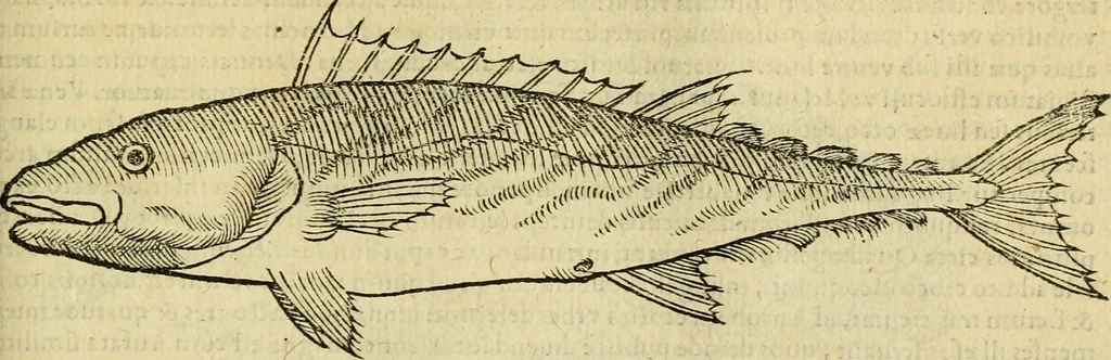An illustration from Petri Bellonii Cenomani De aquatilibus, libri duo cum [epsilon, iota] conibus ad viuam ipsorum effigiem, quoad eius fieri potuit, expressis .., 1553, leaf 218