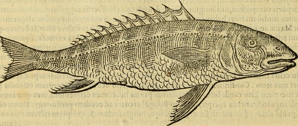 An illustration from Petri Bellonii Cenomani De aquatilibus, libri duo cum [epsilon, iota] conibus ad viuam ipsorum effigiem, quoad eius fieri potuit, expressis .., 1553, leaf 223