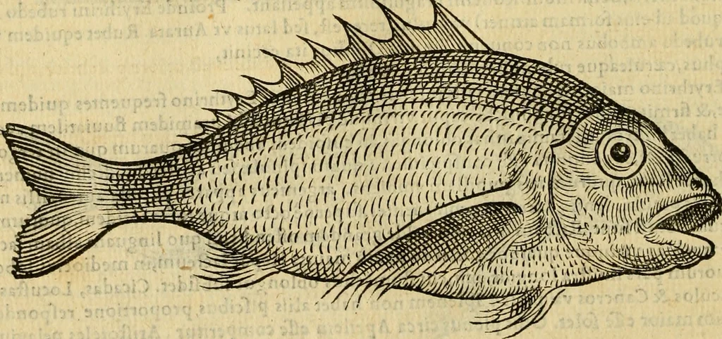 An illustration from Petri Bellonii Cenomani De aquatilibus, libri duo cum [epsilon, iota] conibus ad viuam ipsorum effigiem, quoad eius fieri potuit, expressis .., 1553, leaf 225