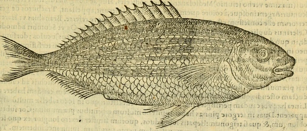 An illustration from Petri Bellonii Cenomani De aquatilibus, libri duo cum [epsilon, iota] conibus ad viuam ipsorum effigiem, quoad eius fieri potuit, expressis .., 1553, leaf 228